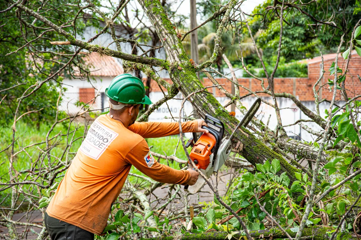 Limb and Branch Removal in Baton Rouge, Louisiana