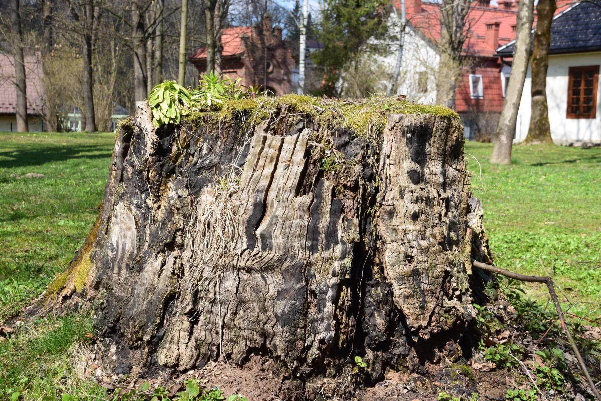 Stump Grinding in Baton Rouge, Louisiana
