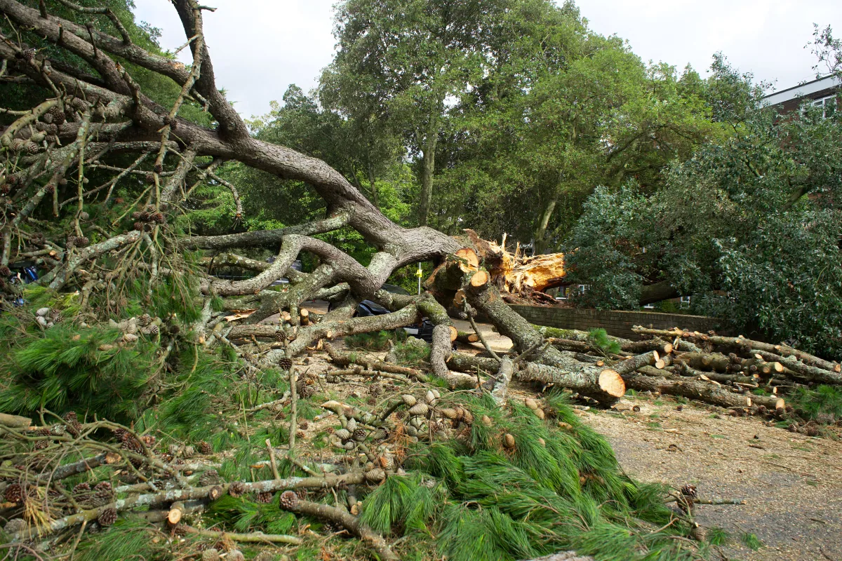 Tree Debris Haul Away in Baton Rouge, Louisiana
