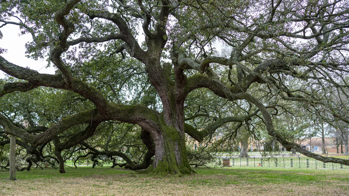 Tree Preservation in Baton Rouge, Louisiana
