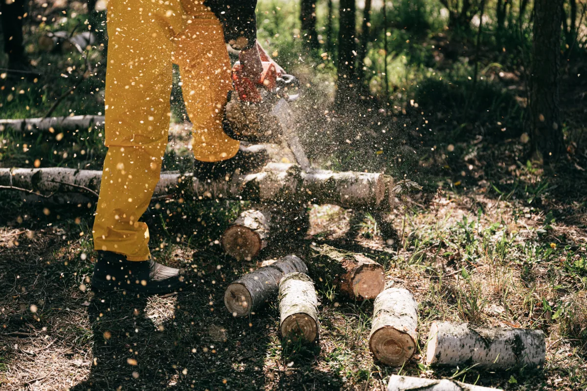 Tree Removal in Baton Rouge, Louisiana