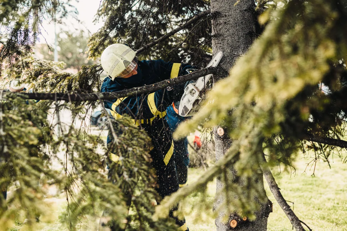 Tree Trimming and Pruning in Baton Rouge, Louisiana